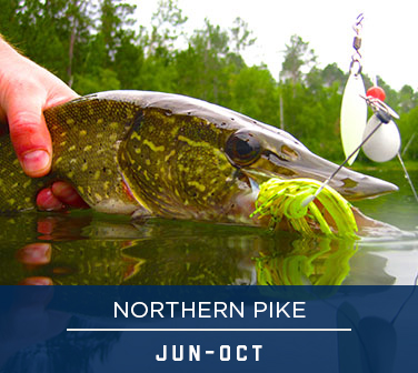 NORTHERN PIKE